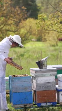 Arıcılar arılarla çalışır. Koruyucu şapkalı mutlu profesyonel arı yetiştiricisi arılarla meşgul.