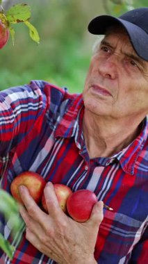 Elma bahçesindeki yakışıklı yaşlı çiftçi. Bahçede çalışan bahçıvanın portresi. Dikey video