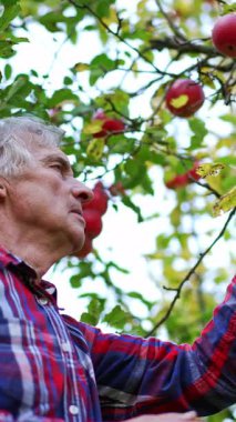 Bahçede çalışan bahçıvanın portresi. Elma bahçesindeki yakışıklı yaşlı çiftçi. Dikey video