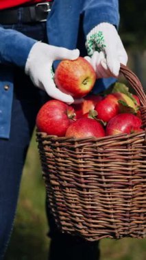 Meyve bahçesinde meyve hasadı. Bahçede elmalı güzel bir bayan. Dikey video
