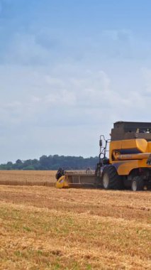 Tarlada hasadı birleştiren büyük tarım. Tarım yiyeceği, altın manzaralar. Dikey video