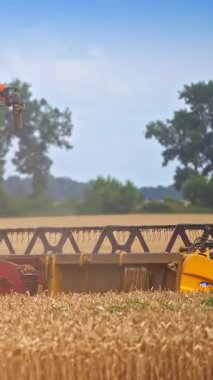 Tarımla uğraşan tarımsal birleşme. Altın buğday hasat endüstrisi. Dikey video