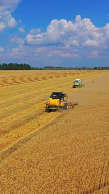 Hasat makinesini birleştirin. Çiftlik arazilerinde buğday toplayan hasat aracının görüntüsü. Dikey video