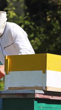 Apiarist Arı Kovanı 'ndan Polen Topluyor. Profesyonel arı yetiştiricisi kostümü içindeki erkek arı yetiştiricisi ahşap çerçeveyi bal peteği ile inceliyor. Dikey video