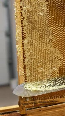 Tahta bal arısı kovanları. Organik arı çiftliği. Dikey video