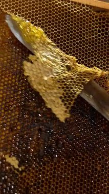 Tahta bal peteği tatlı balmumu koleksiyonu. Sağlıklı böcek bal hasat ediyor. Dikey video
