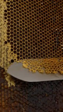 Sağlıklı böcek bal hasat ediyor. Tahta bal peteği tatlı balmumu koleksiyonu. Dikey video