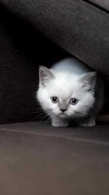 Kedi kanepede oturuyor. Sevimli kedi evdeki kanepede dinleniyor.