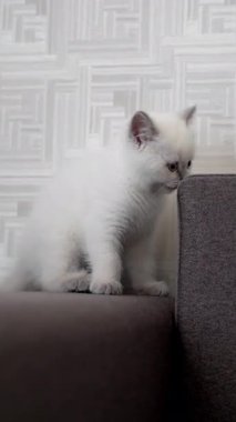 Sevimli kedi kanepede dinleniyor. Kedi oturma odasındaki kanepede dinleniyor.