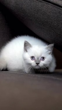 Kanepede dinlenen kedi. Evdeki kanepede uyuyan sevimli kedi yavrusu.