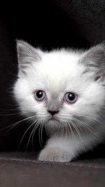 Yatakta oynayan genç bir kedi. Sevimli kedi evdeki kanepede dinleniyor.