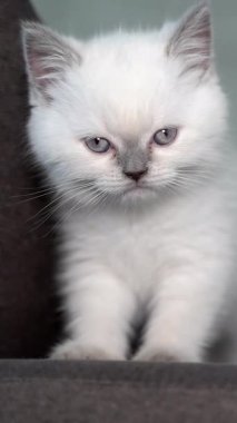 Kedi kanepede oturuyor. Kanepedeki sevimli kedi portresi.