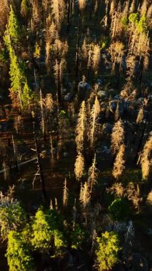 Sierra Ulusal Ormanı, Kaliforniya, ABD 'de yetişen kuru ve yeşil çam ağaçları. Ağaçlar arasında sayısız taş parçaları var. Hava görüntüsü. Dikey video