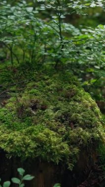 Yeşil yosun büyüyüp ağacı kaplamış. Kozalaklı ormanda yosun kaplı yaşlı ağaç kütüğü.