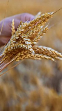 Bir buket olgun mısırla tanınmamış erkek elleri. Arka planda sarı kuru buğday tarlası. Dikey video