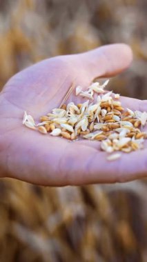 Yaşlı bir adamın palmiyesinde olgunlaşmış kuru buğday taneleri. Çiftçi hasat etmeden önce mısırın olgunluğunu inceliyor. Kapatın. Dikey video