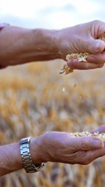 Dikenlerden olgun buğday taneleri çıkarıyorum. Erkek eli buğday başaklarını ovalayarak mısır toplar. Kapatın. Arka planda bulanık alan. Dikey video