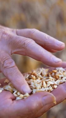 Tanımlanamayan bir adamın avucunda kurumuş buğday tanesi. Mısırı tarlada olgunluk var mı diye kontrol ediyorum. Kapatın. Dikey video