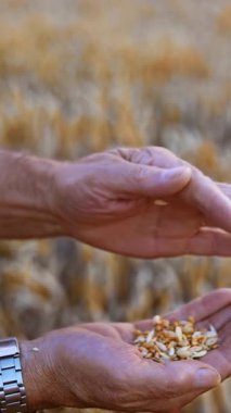 Buğday taneli yetişkin erkek elleri. Adam samanı mısırdan ayırmaya çalışıyor. Kapatın. Arka planda sarı buğday tarlası. Dikey video