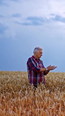 Kareli gömlekli yaşlı bir adam sarı buğday tarlasında duruyor ve mavi gökyüzü ile çelişiyor. Çiftçi olgunluk için tahılı inceler. Dikey video