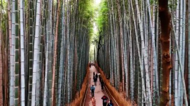 İnsanlar çarpıcı yüksek bambu ağaçlarının arasında yol boyunca yürür. Kyoto, Japonya 'da gündüz vakti güzel bambu ormanları.