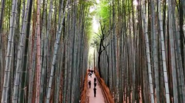 Milli parktaki gri bambu kadın gövdesi boyunca uçmak. Japonya, Kyoto 'da turistlerle dolu bir orman..