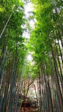 Ormanda yetişen uzun yeşil bambu ağaçları. Güzel bambu çalılarının alçak açılı görüntüsü. Dikey video.