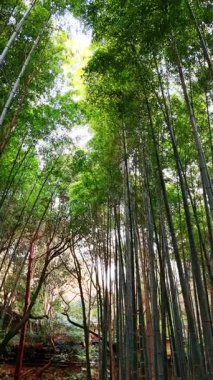 Ormandaki uzun bambu ağaçlarının gövdeleri arasında daireler çiziyor. Japonya, Kyoto 'daki ulusal park. Düşük açı. Dikey video.
