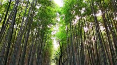 Huzurlu bambu ormanında yürüyorum. Koruluktaki ağaç gövdelerine alçak açı görünümü.