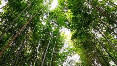 Güzel bir bambu ormanının yeşil taze yaprakları. Düşük açı. Japonya, Kyoto 'daki Bambu Korusu.