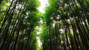 Yeşil yapraklı ve gri gövdeli bambu koruluğu. Japonya 'nın Kyoto ormanındaki ağaçların alçak açılı görüntüsü.