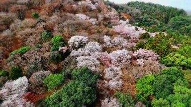 Ormanda yeşil ve gri yaprakları olan çıplak ağaçlar. Japonya 'nın Kyoto kentindeki dağ yamacını kaplayan kalın odunun üstündeki drone görüntüleri. Hava görünümü.