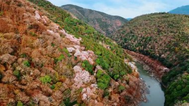 Dağların arasından akan, sık ağaçlarla kaplı dar bir nehir. Kyoto, Japonya 'nın doğası üzerine hava perspektifi.