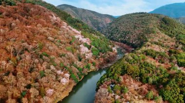 Resimli dağların arasında dalgalı, dar bir nehir. Japonya 'nın Kyoto kentindeki kayalık yamaçlar sık ormanlarla kaplıdır..