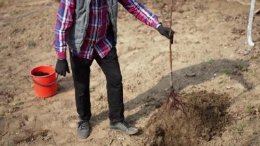 Yetişkin bir adam genç bir ağacı alır ve onu suyla dolu bir çukura koyar. Baharda bahçeye meyve ağacı dikmek..