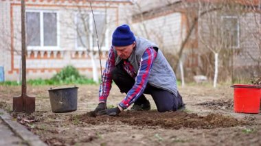 Evin yakınındaki bahçesinde çalışan çalışkan yaşlı bir adam. Çiftçi genç bir elma ağacı dikiyor..