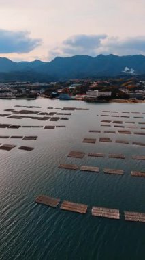 Japonya 'nın Miyajima adasının kıyısındaki istiridye çiftlikleri. İnsansız hava aracı yüksek derecede ıssız bir adaya yaklaşıyor. Dikey video.