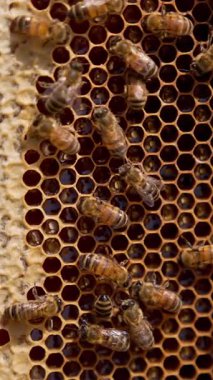 Arıcılık yapan makro bal kovanları. Organik bal peteği hücreleri. Dikey video