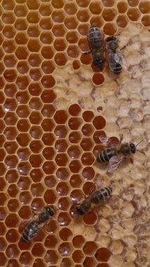 Nektar arıcılığı yapan böcekler çalışıyor. Arı, tatlı ballı makro shot yapıyor. Dikey video