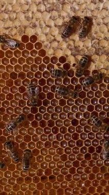 Güzel arılar organik bal yapıyor. Makro arı kovanının doğal ürünü. Dikey video