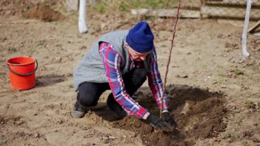 Erkek çiftçi eldivenli elleriyle yeni dikilmiş ağacı tırmıklıyor. Genç elma ağacının etrafındaki toprağa basan adam.