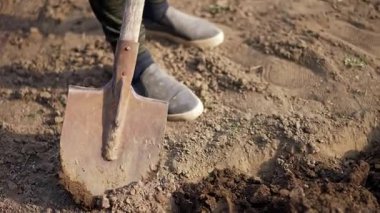 Tanınmayan biri paslı bir kürekle toprağı kazıyor. Baharda bahçe mevsimi için toprak hazırlanır..
