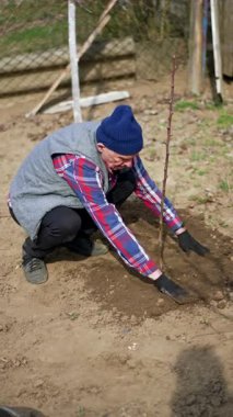 Erkek çiftçi, genç ağacın altında toprağı eşeliyor. Baharda meyve bahçesine başlıyorum. Dikey video.