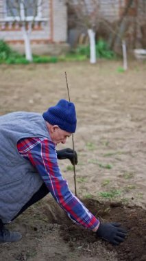 Çiftçi küçük çukurda genç bir ağaç tutuyor ve çevresini parmakla çeviriyor. Kıdemli adam meyve bahçesi ekiyor. Dikey video.