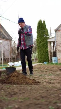 Yaşlı erkek çiftçi elinde genç bir ağaç tutuyor. Bahçıvan ağacı çukura koyar ve kovadan su döker. Dikey video.