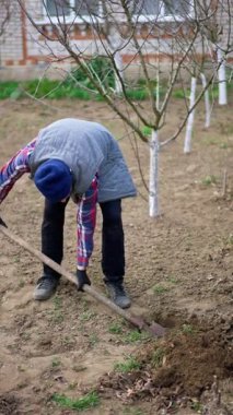 Kıdemli çiftçi bahar bahçesinde çalışıyor. Adam yeni ağaç için çukur kazıyor. Dikey video.