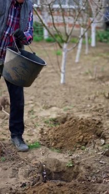 Yaşlı adam kovadan küçük bir çukura su döküyor. Çiftçi bahçesine genç bir ağaç dikmeye başlar. Dikey video.