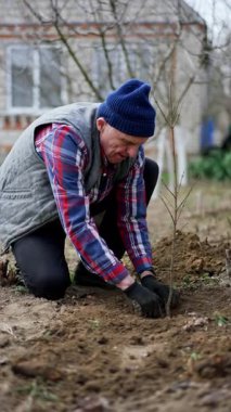 Çiftçi bahçesine yeni bir ağaç dikmiş. Bahçıvan elleriyle yere parmak attı ve gitti. Dikey video.