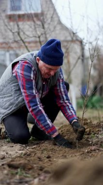 Olgun erkek çiftçi koçları, genç ağacın etrafındaki zeminde. Bahçe bahar mevsiminde çalışır. Dikey video.