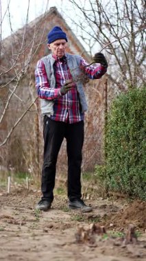 Yaşlı adam köklerini kontrol eden genç bir ağacı tutuyor. Çiftçi çitin yanında yeni bir ağaç diker. Dikey video.